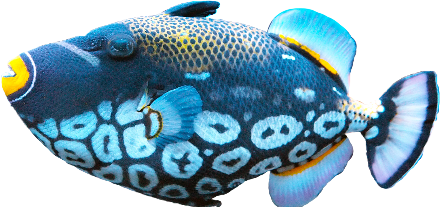 Picture Of Fish PNG - 164747