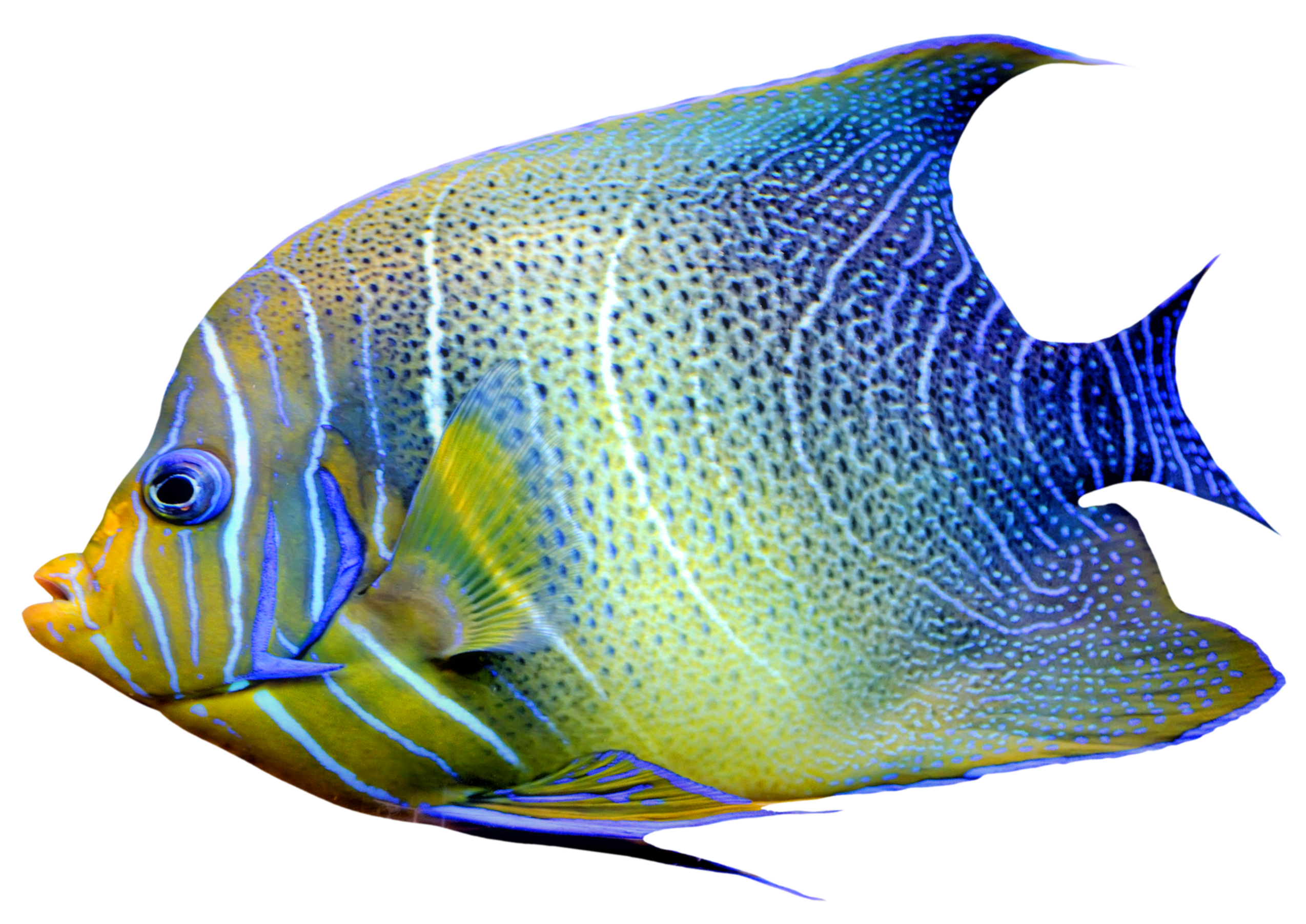 Collection Of Picture Of Fish Png Pluspng