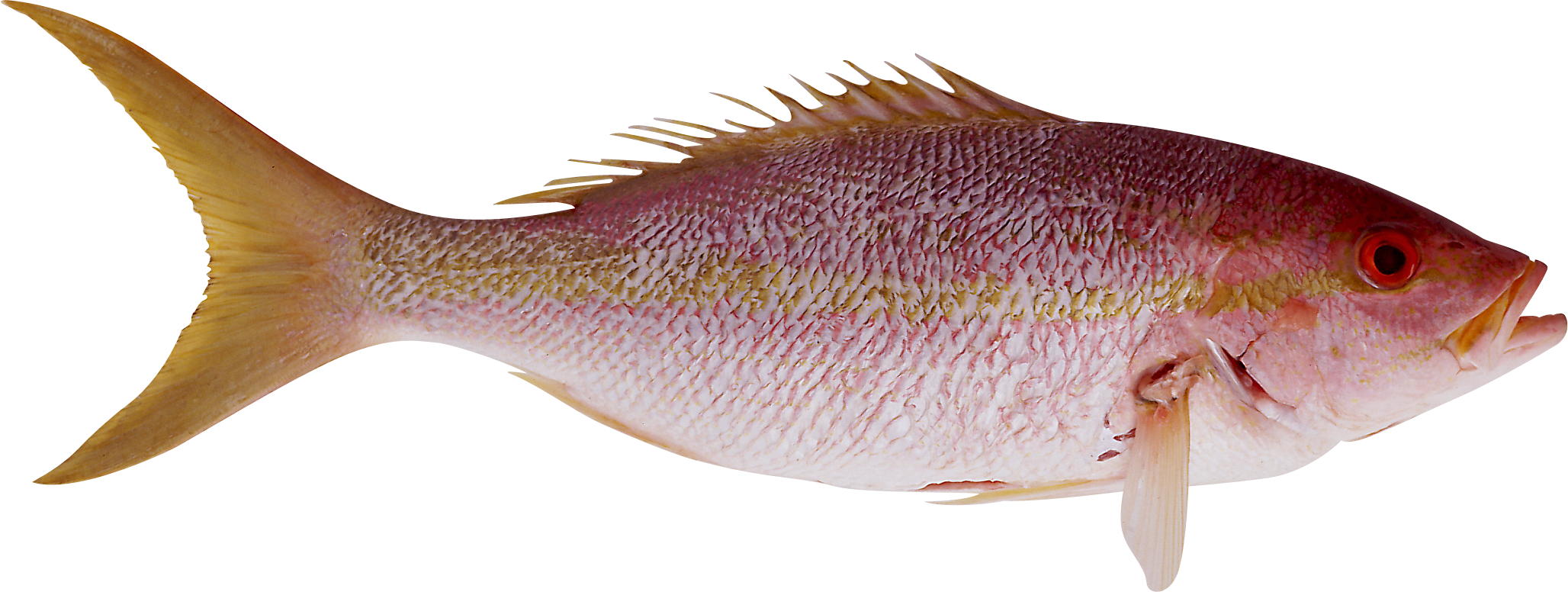 Picture Of Fish PNG - 164748