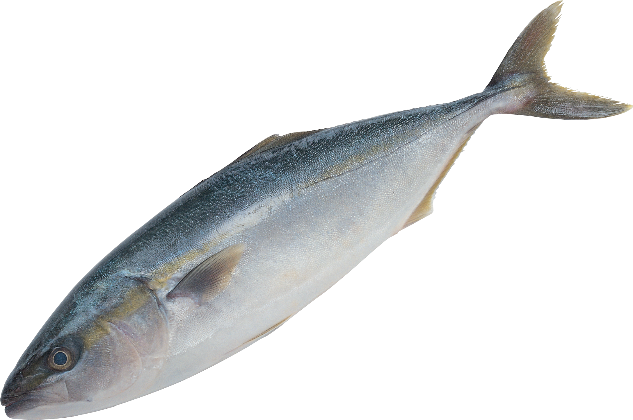 Picture Of Fish PNG - 164751