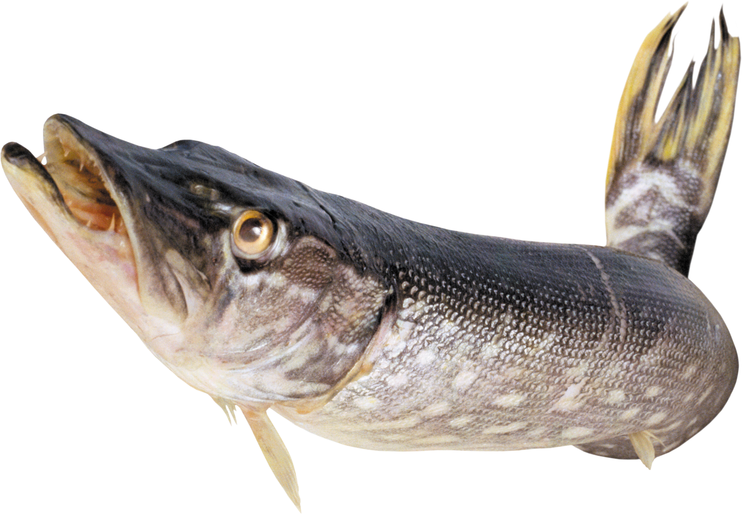 Picture Of Fish PNG - 164752
