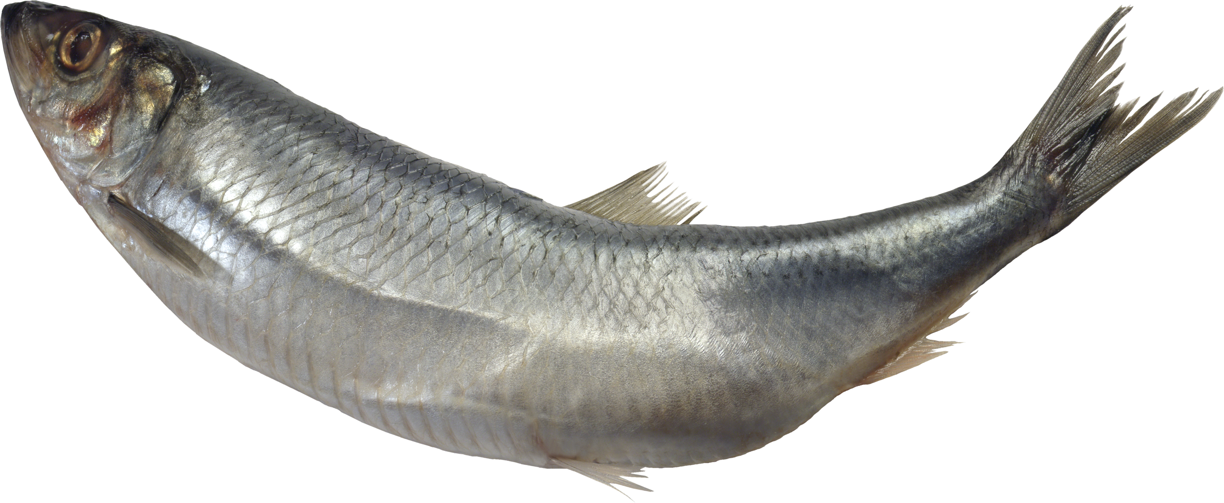 Picture Of Fish PNG - 164744
