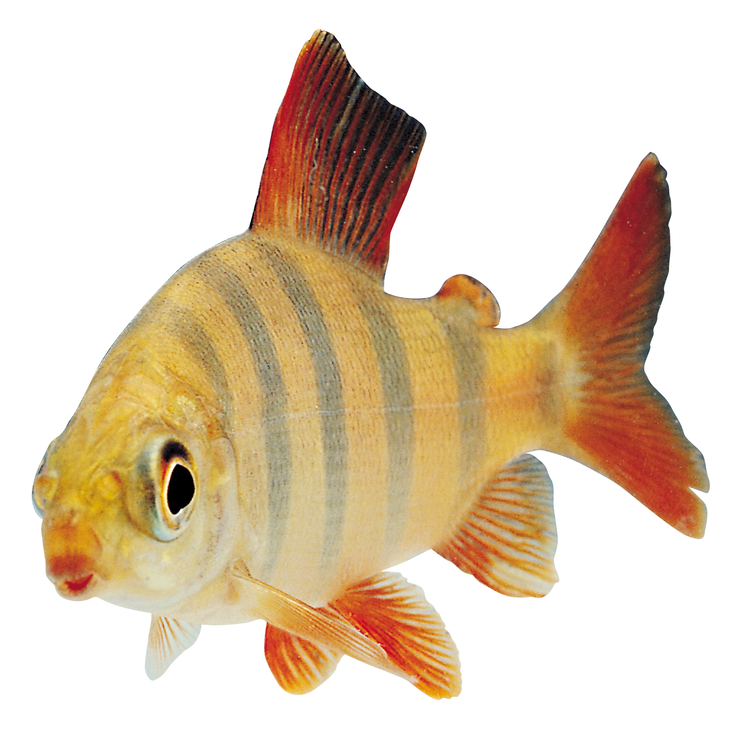 Picture Of Fish PNG - 164742