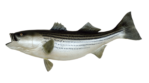Picture Of Fish PNG - 164746