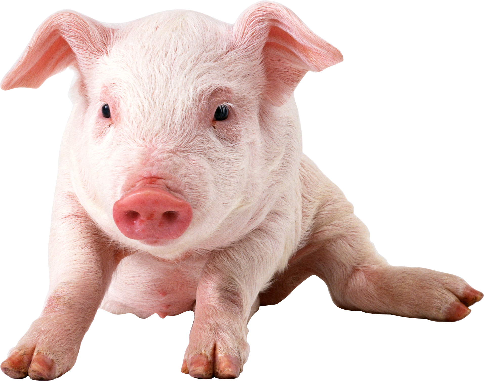 Pig Face PNG HD - 124006