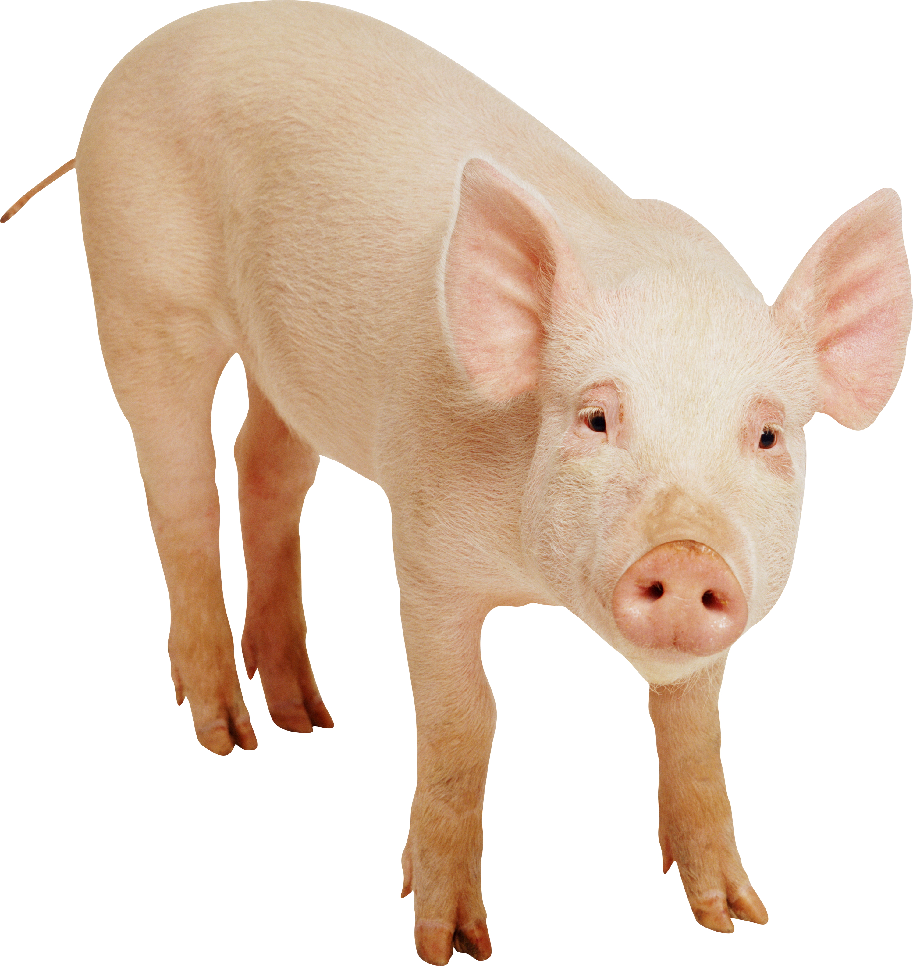 Pig Face PNG HD - 124009