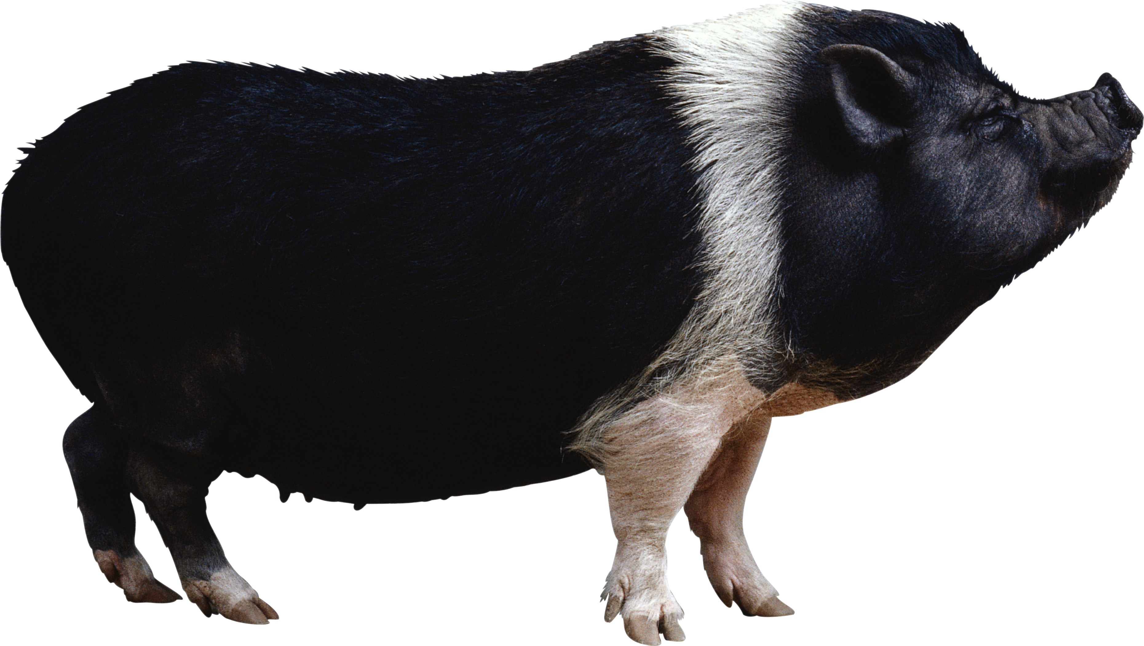 Pig HD PNG - 89296