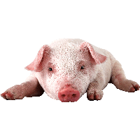 Pig png