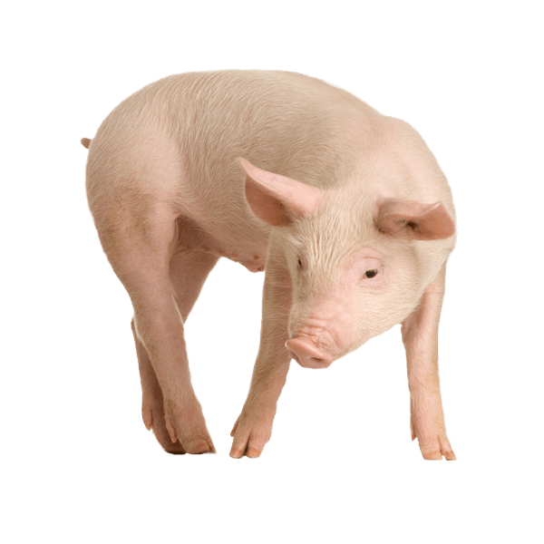 Pig HD PNG - 89293