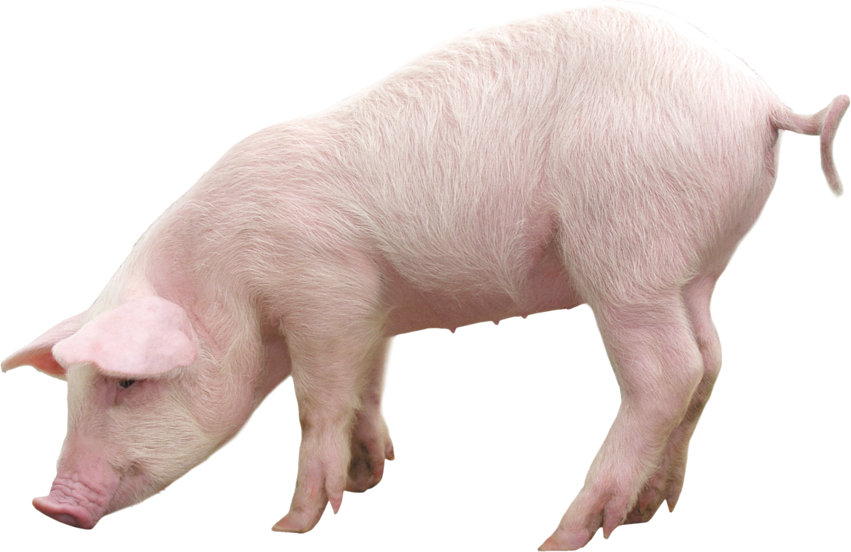 pink pig PNG image