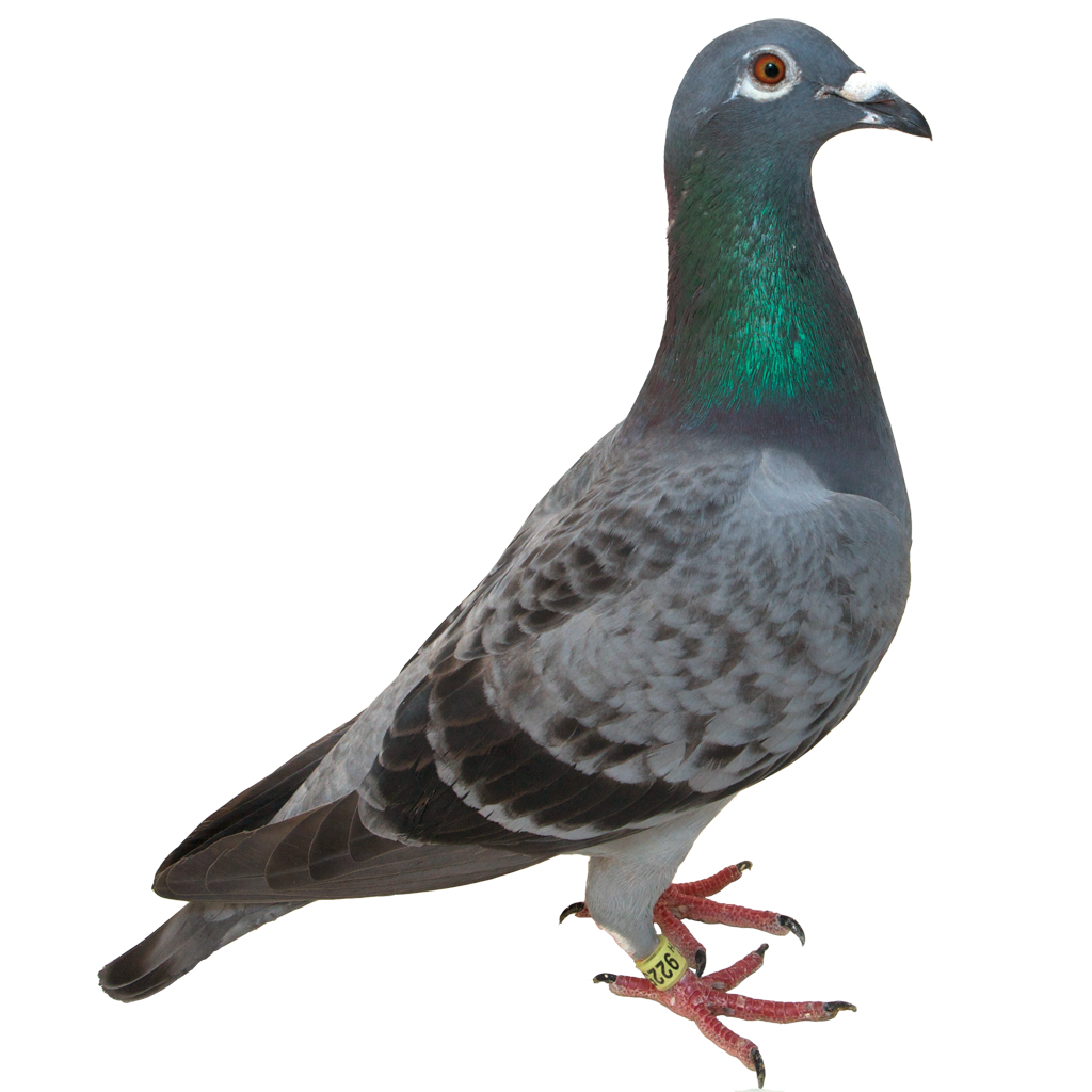 Pigeon PNG - 767