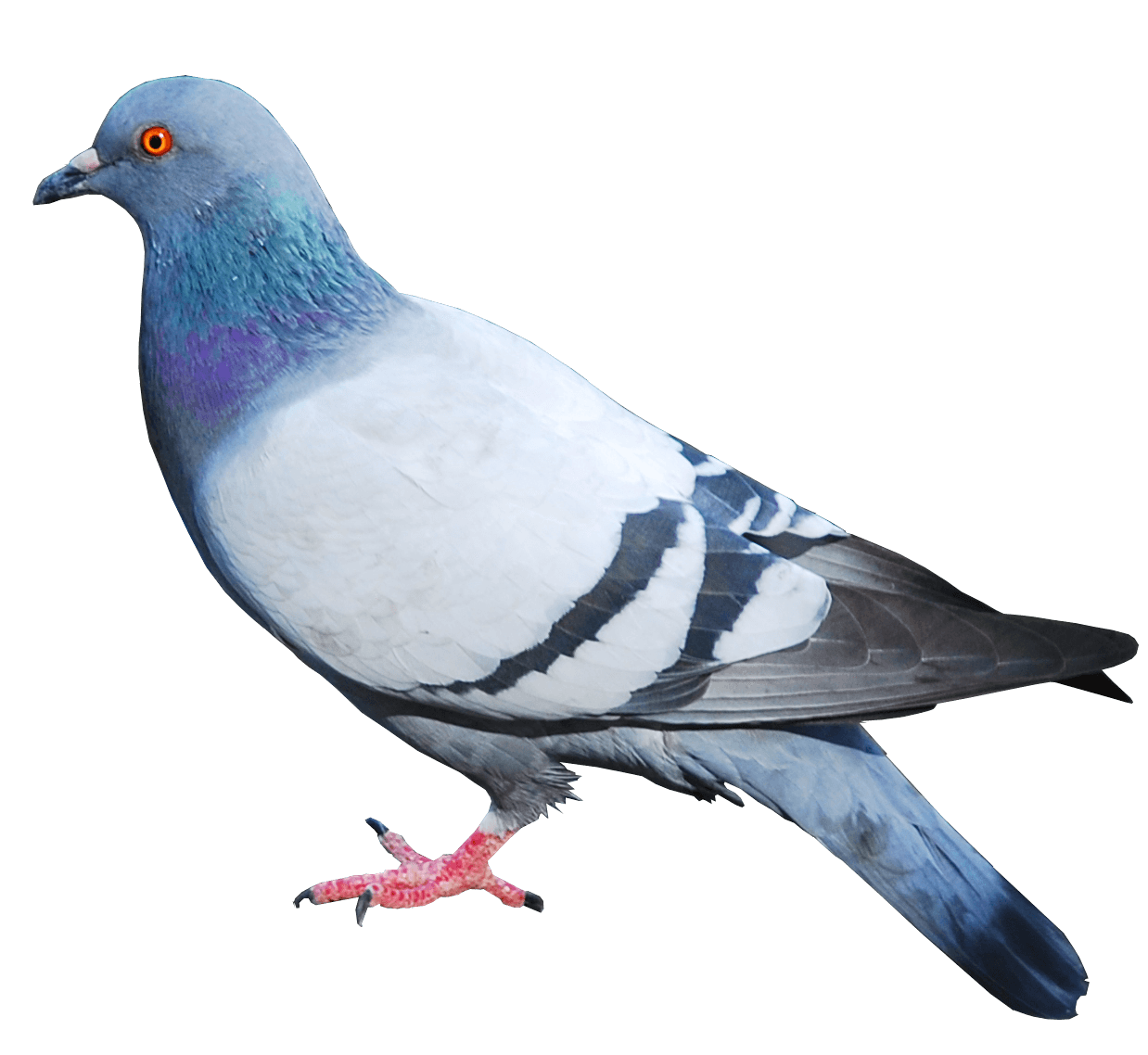 Pigeon PNG - 768
