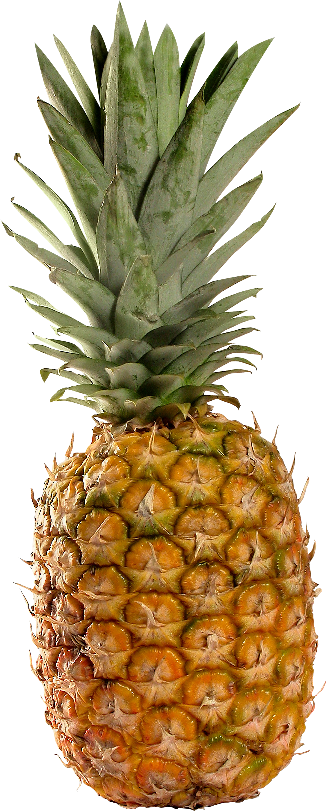 Pineapple PNG - 16578