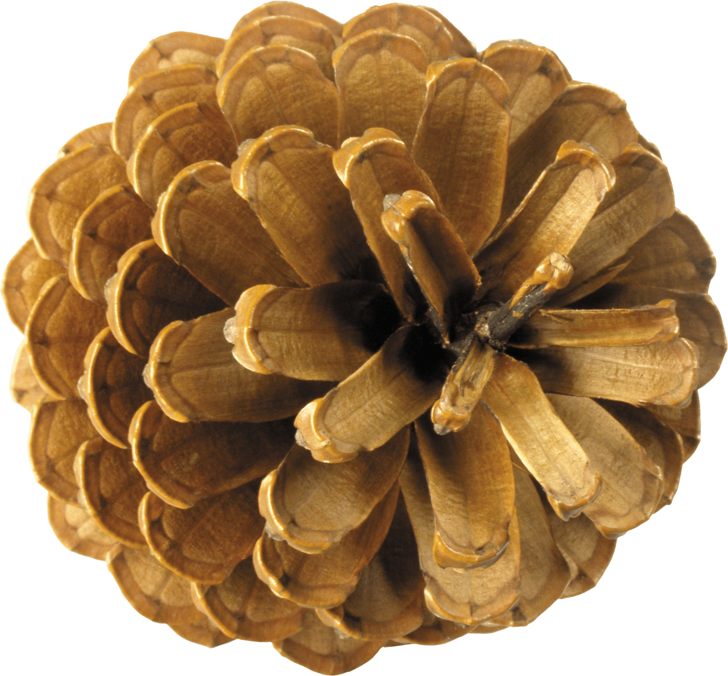 Pinecone HD PNG - 93042