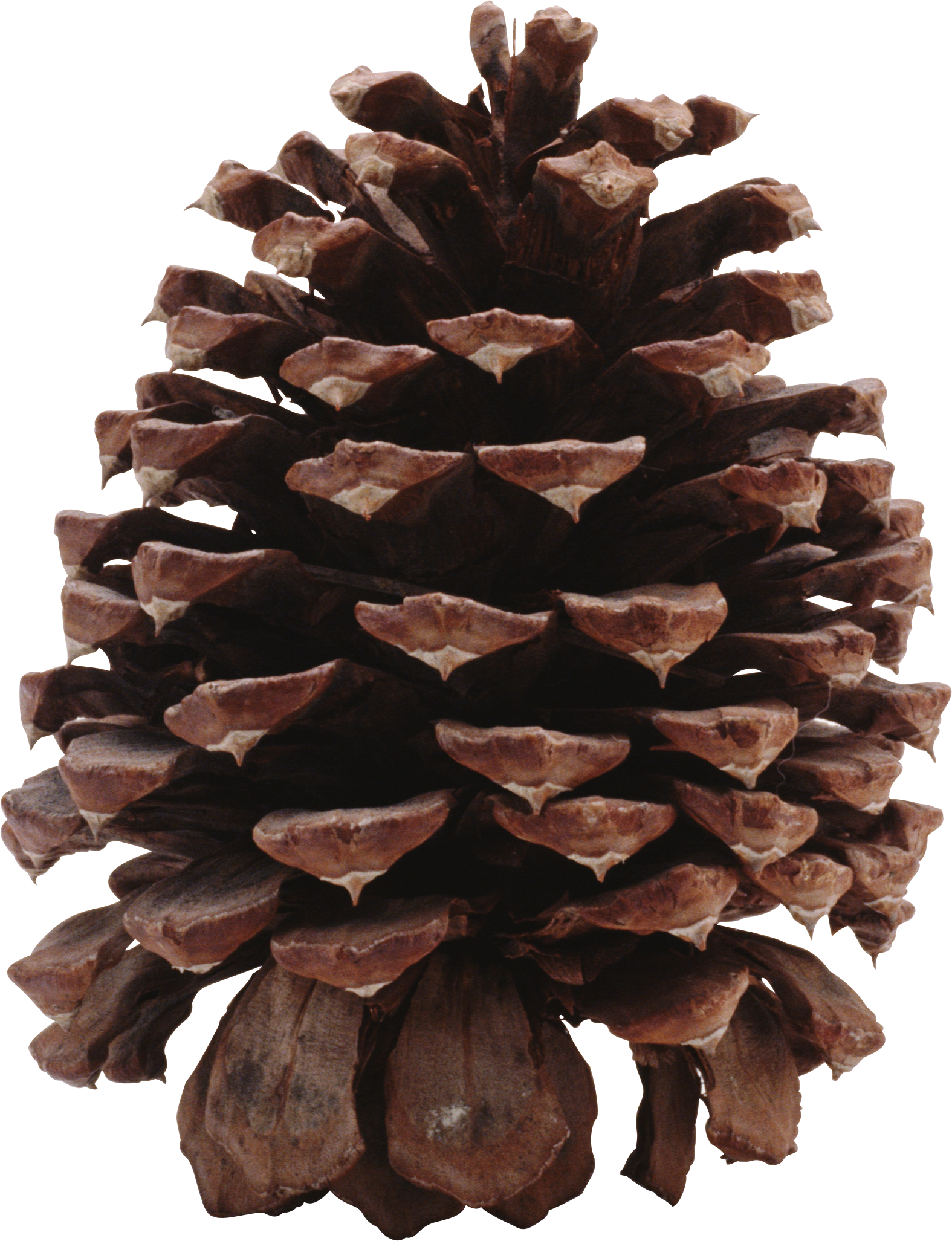 Pinecone HD PNG - 93046
