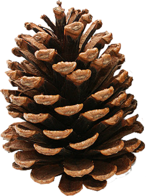 Pinecone HD PNG - 93039