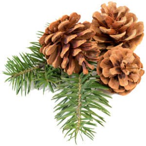 Pinecone HD PNG - 93040