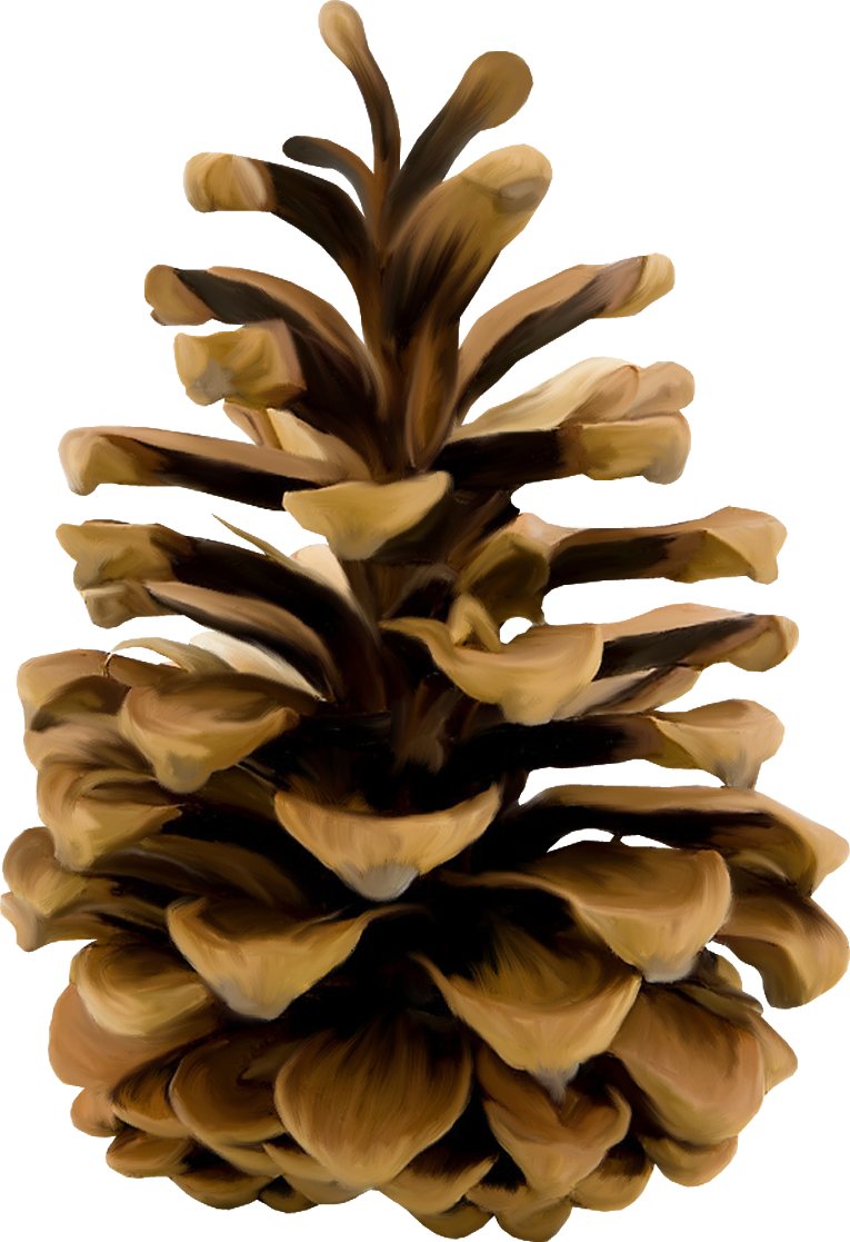 Pinecone HD PNG - 93043