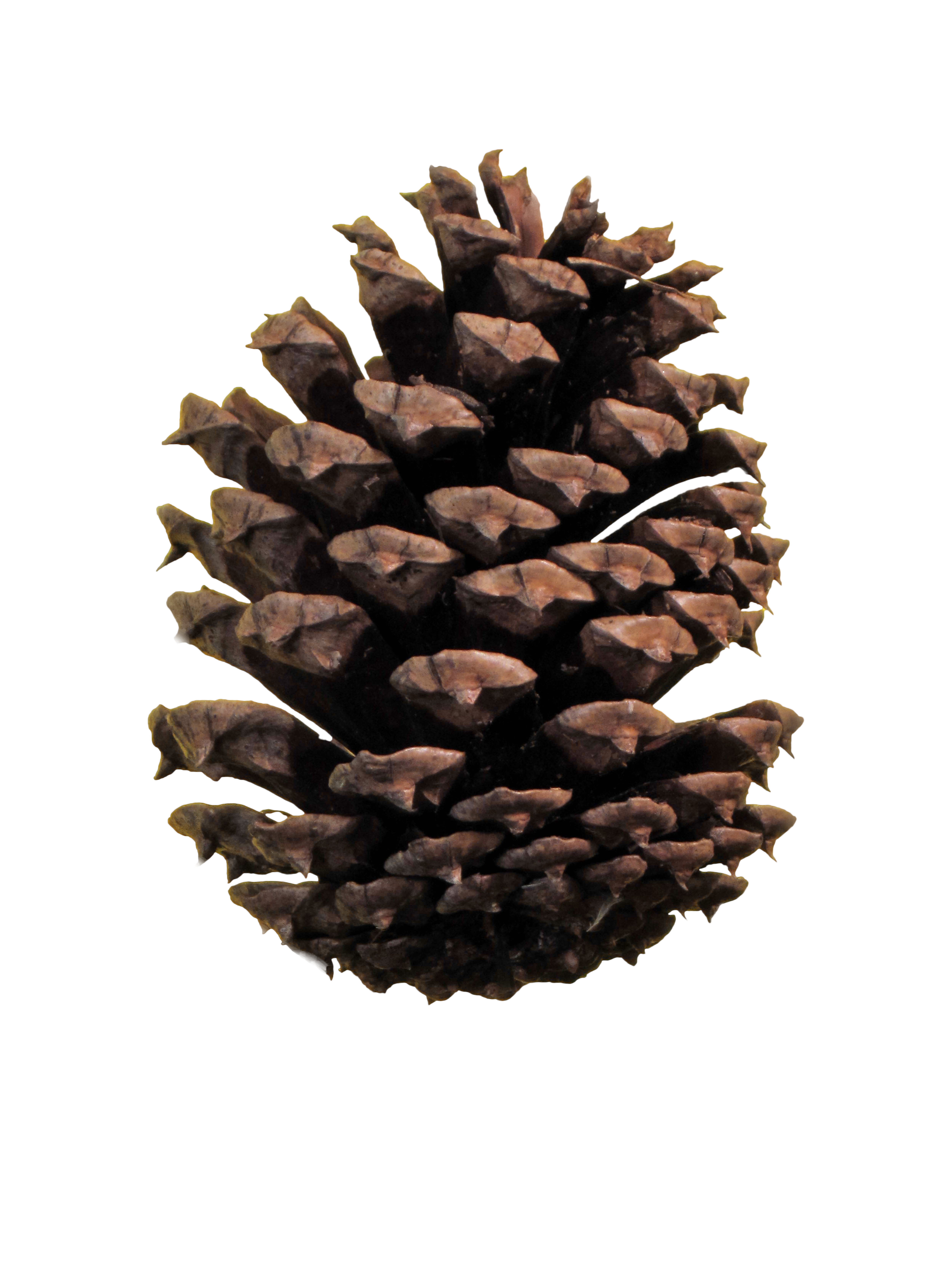 Pine cone PNG