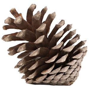Pinecone HD PNG - 93048