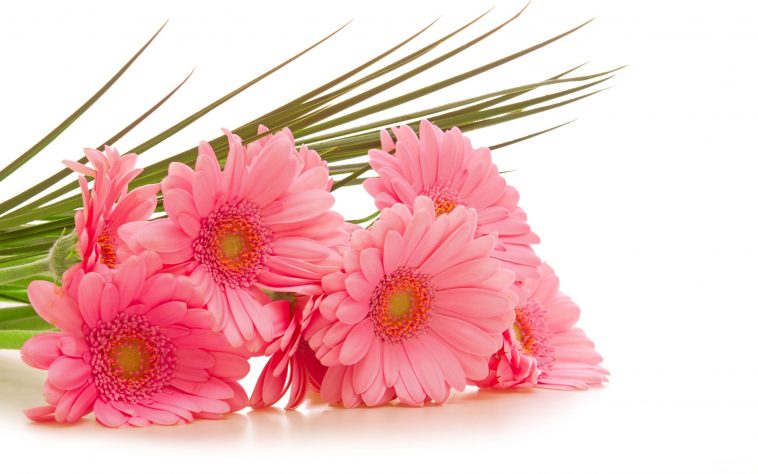 Pink Daisy PNG HD - 142710