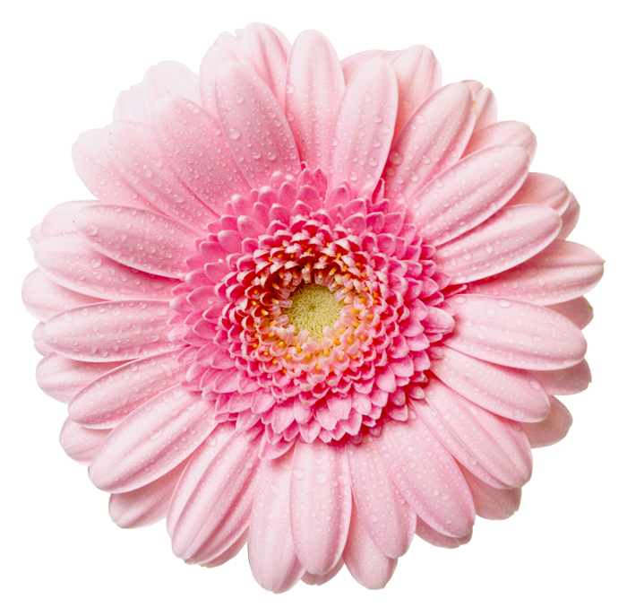 Aster PNG HD
