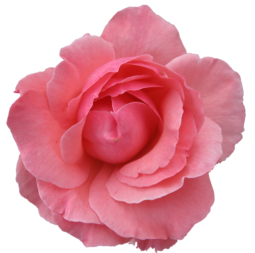 Flower Rose Wild Pink Transpa