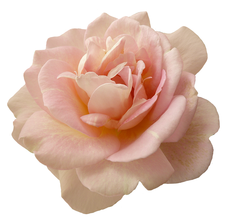 Pink Flower PNG - 132024