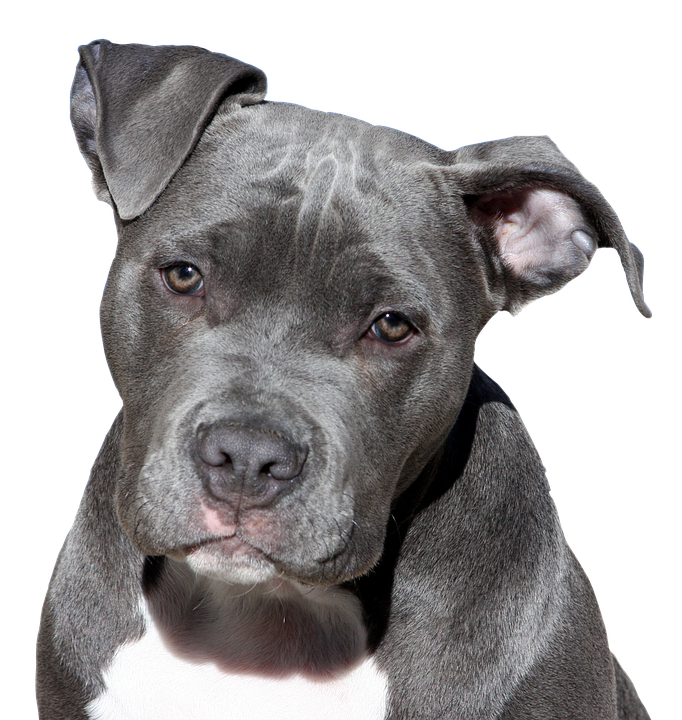 . PlusPng.com Gray_Puppy.png