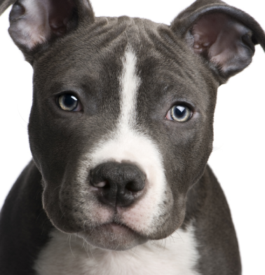 . PlusPng.com Gray_Puppy.png