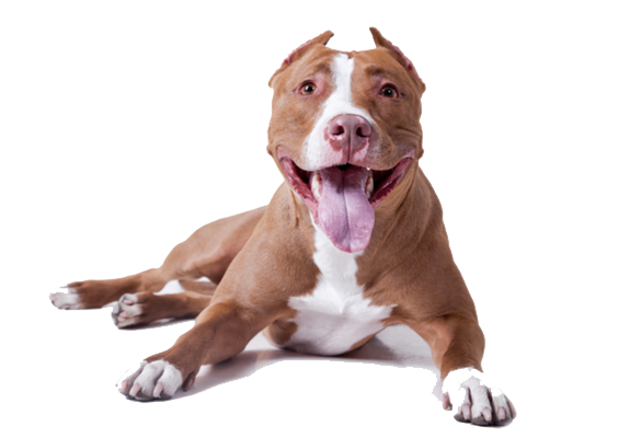 File:Stronghold tags Pitbull.