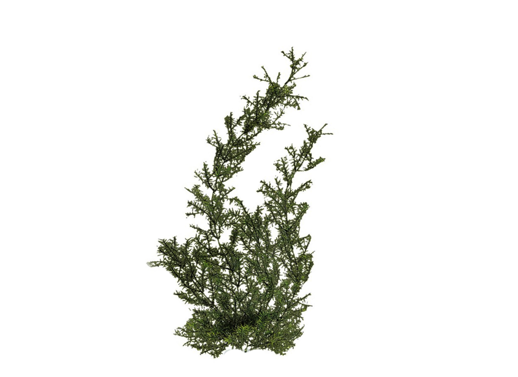 tree png image - Plants PNG