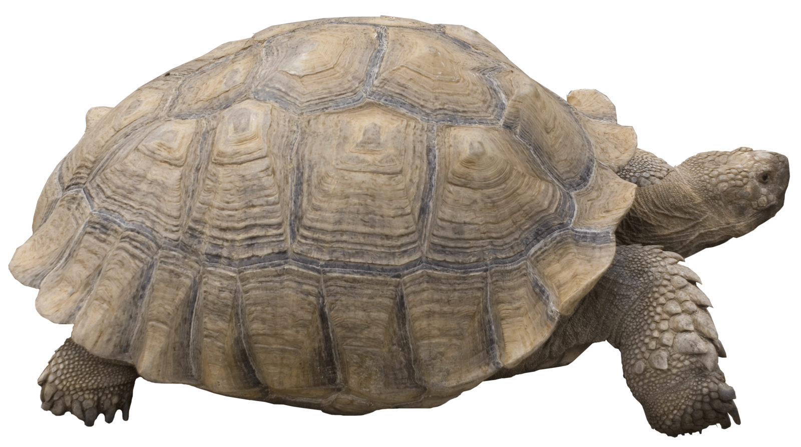 Tortoise PNG - 7214