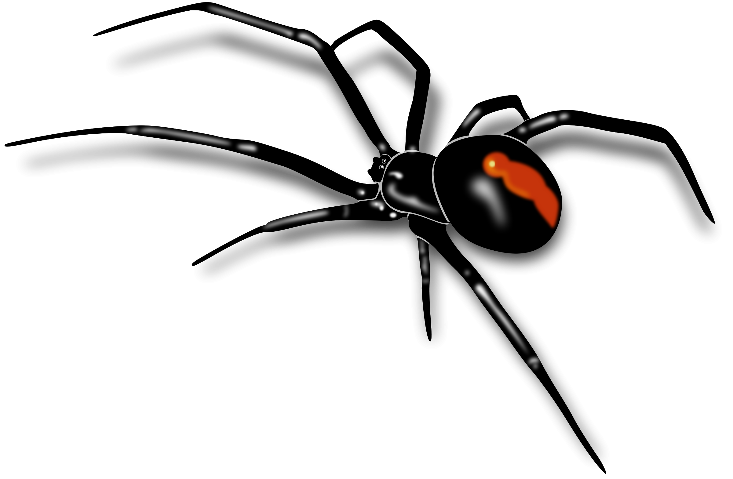 Spider PNG - 1375