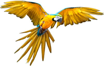 Macaw PNG - 5251