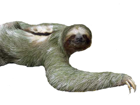 Sloth PNG - 6282