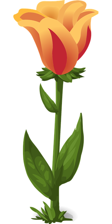 PNG Bunga Tulip - 163320