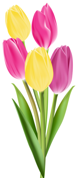 tulips frames vector