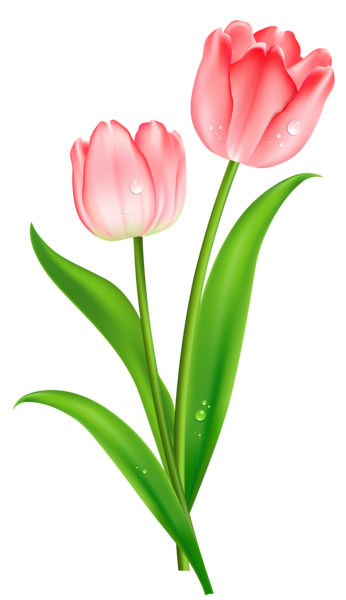 PNG Bunga Tulip - 163319