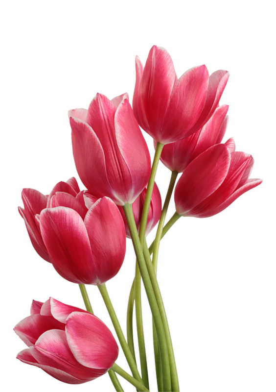 PNG Bunga Tulip - 163318