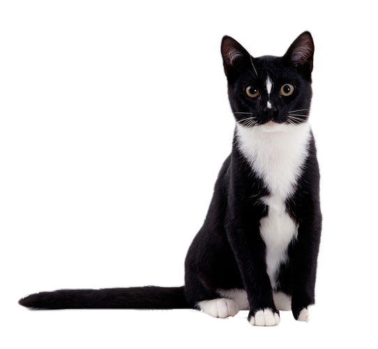 Le chat noir et blanc de vect