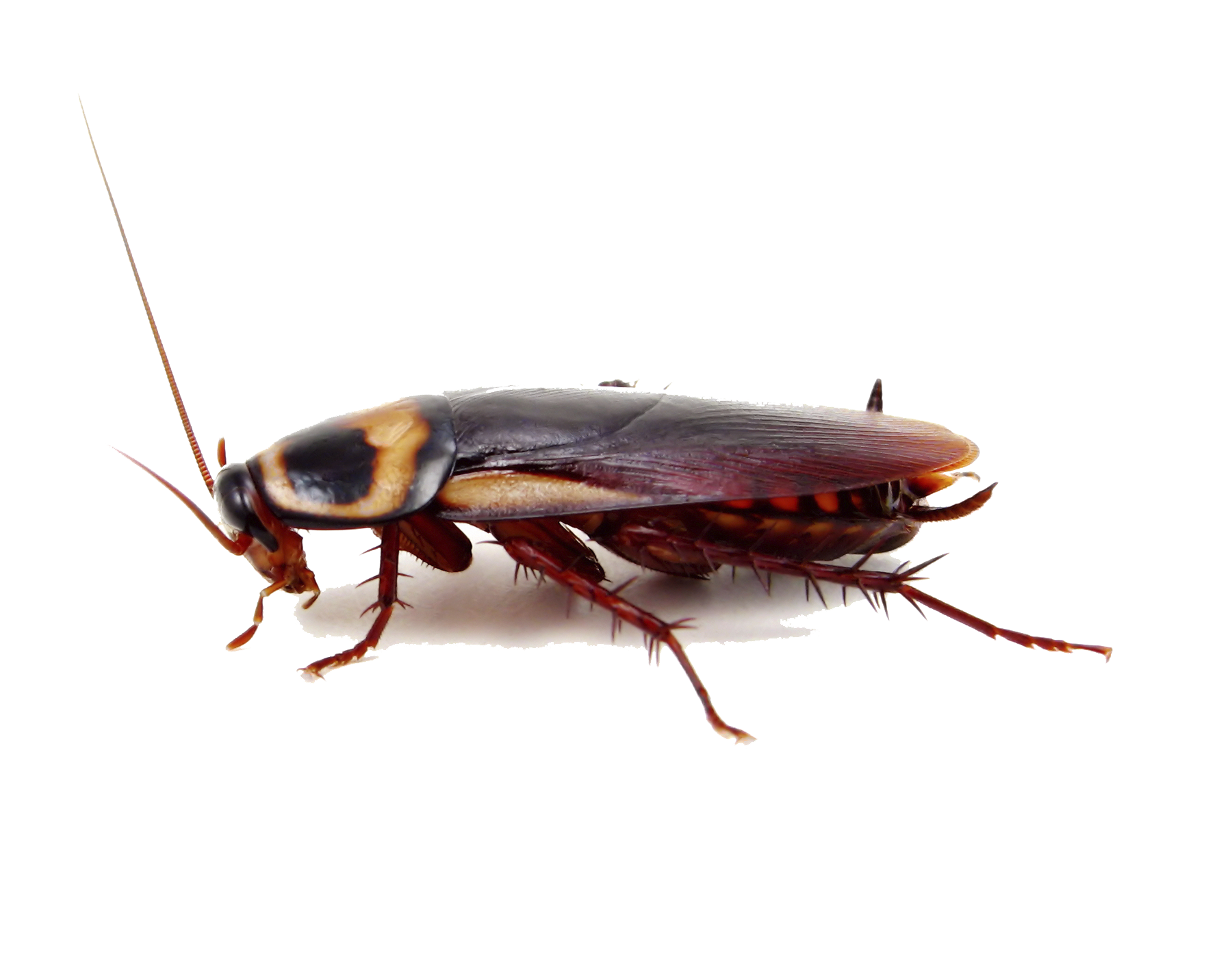 American cockroach Insect - P