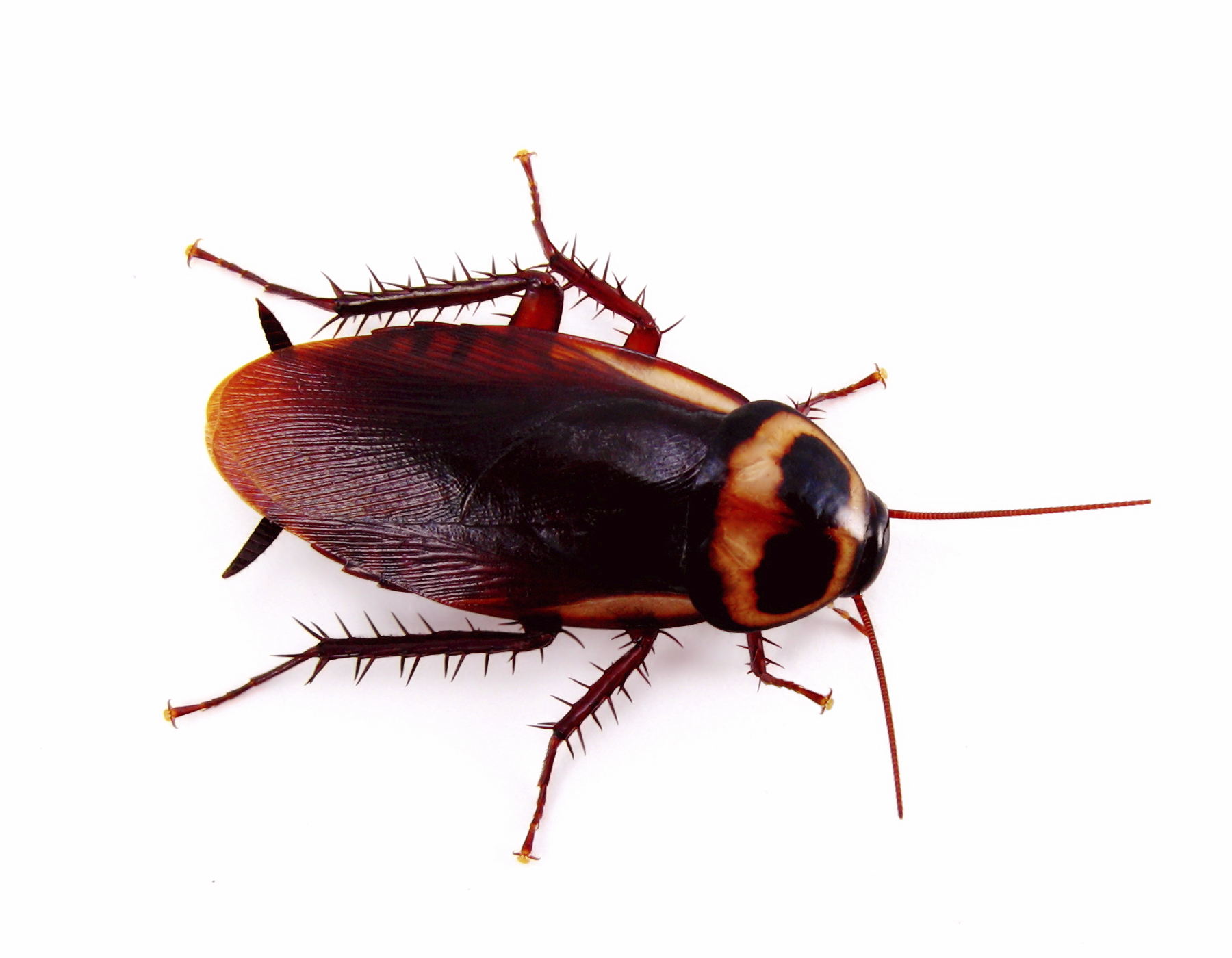 PNG Cockroach - 148376