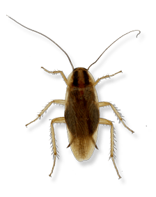 PNG Cockroach - 148372