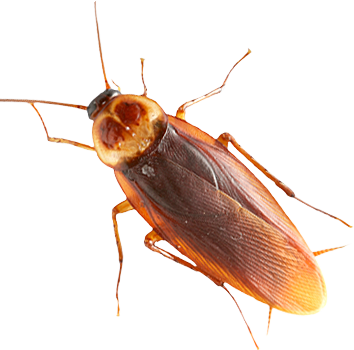 PNG Cockroach - 148366