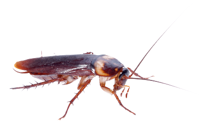 American Cockroach Facts - Co