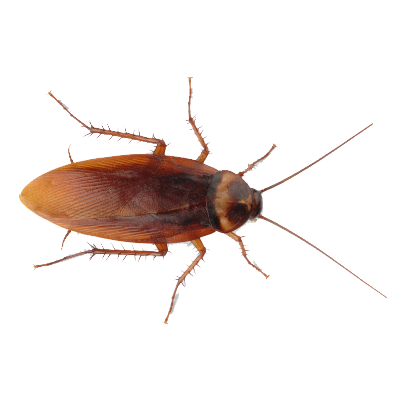 PNG Cockroach - 148362