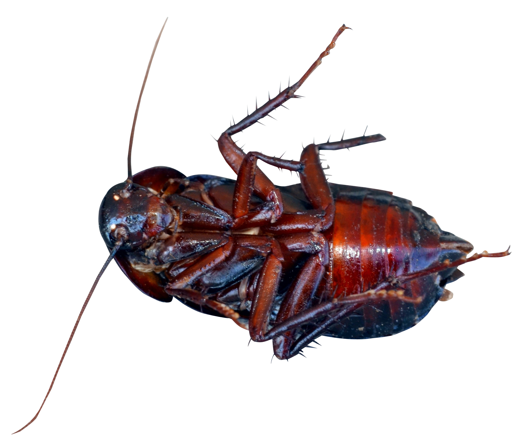 PNG Cockroach - 148363