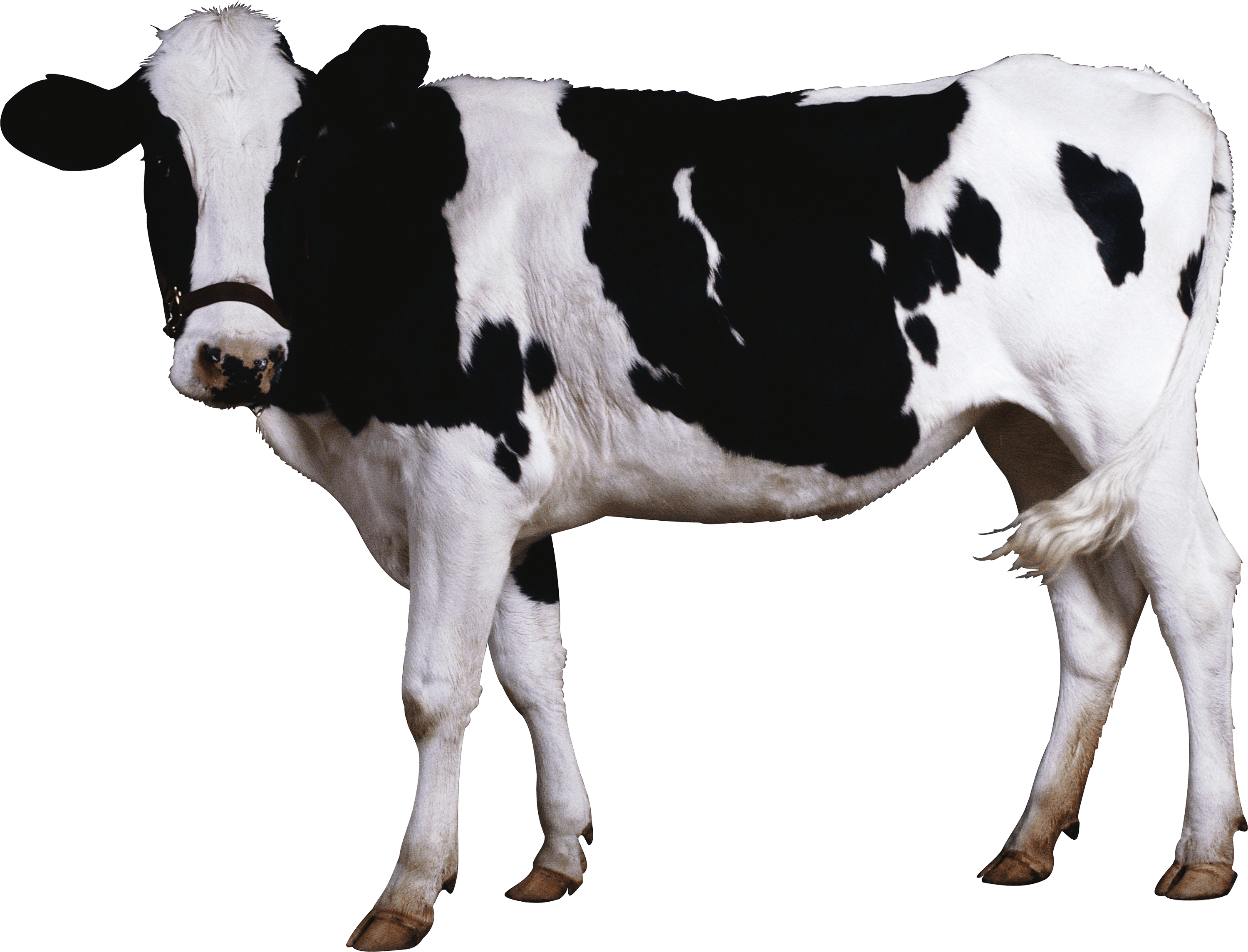 PNG Cow Black And White - 133584