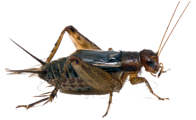 PNG Cricket Bug - 133555
